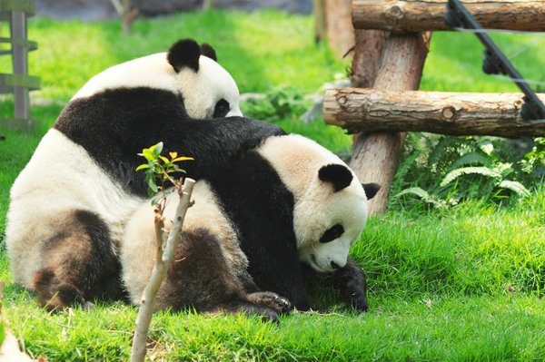 Quels sont les meilleurs endroits pour observer les pandas en Chine?